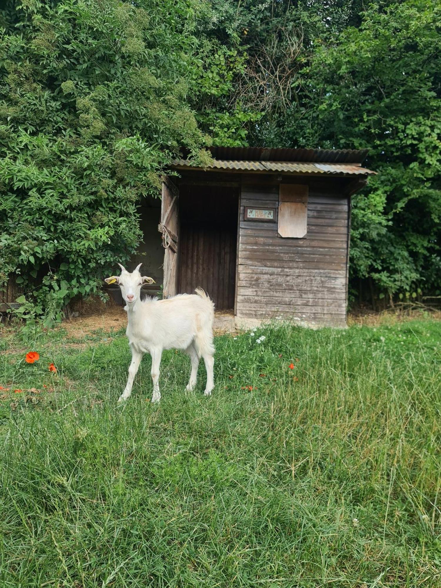 Chambre A La Ferme, Les Vergers Du Muscardin Breel Esterno foto